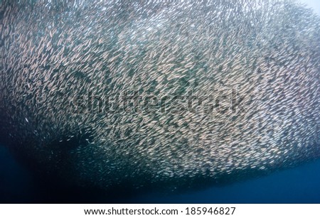 A huge shoal of Sardines form a bait ball in the ocean
