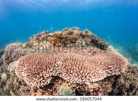 Table corals and small reef fish on a tropical reef