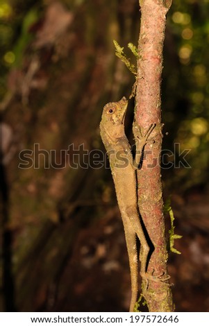 A lizard climbs a small tree in the jungle