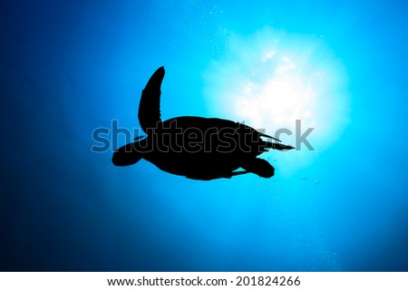 Silhouette of a Sea Turtle with sunburst behind and SCUBA divers bubbles