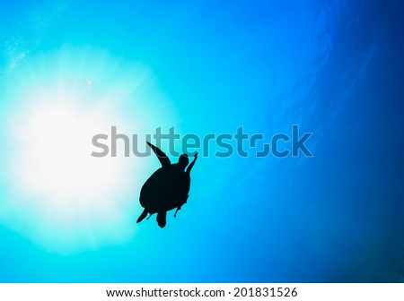 Sea turtle silhouette in the ocean