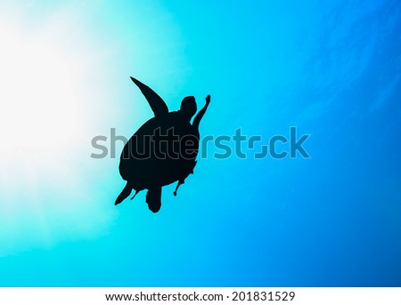 Sea Turtle in silhouette