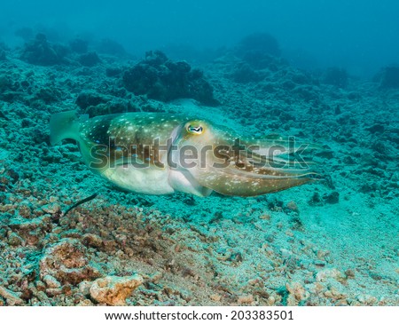 Hooded Cuttlefish swimming over a broken coral sea bed