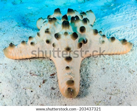 A large starfish rests on a sandy sea bed