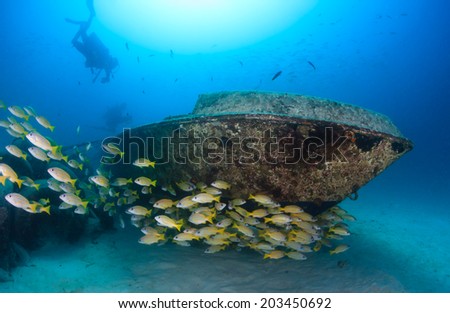 SCUBA divers and a shoal of snapper swim around a small underwater yacht wreck