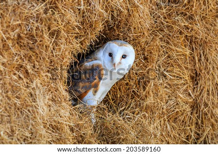 Barn owl hiding in a hay bale with blue sky reflected in its eyes