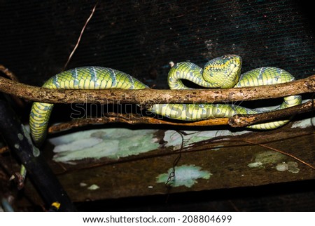 A highly venomous pit viper hides in a wooden roof at a jungle hut