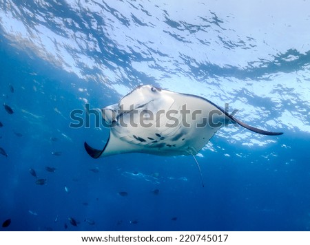 Large Manta Ray feeding near the ocean surface