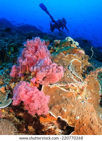 Female SCUBA diver swims over vividly colored soft corals on a tropical reef