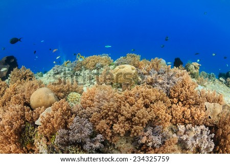Hard coral, soft coral and fish on a colorful tropical coral reef