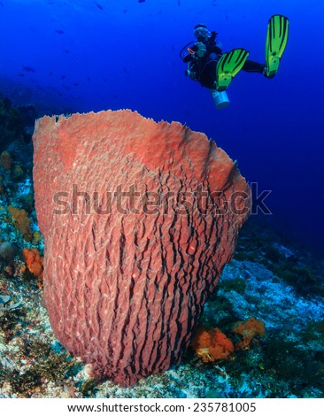 Female SCUBA diver near a large undersea barrel sponge on a tropical coral reef