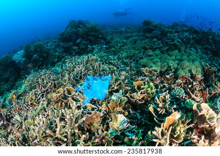 Manmade Pollution - a discarded plastic bags lies entangled on a tropical coral reef while SCUBA divers swim past in the background
