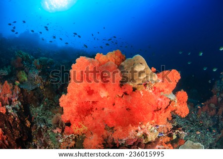 Bright, colorful soft corals on a healthy tropical coral reef