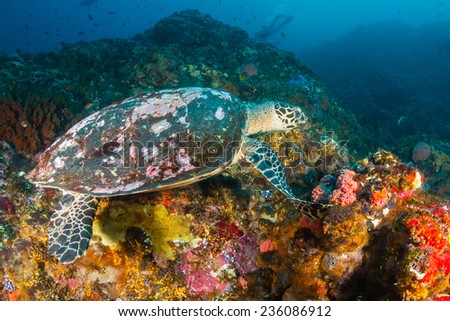 Old Hawksbill Turtle feeding on a tropical coral reef