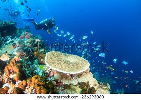 SCUBA divers swimming over a colorful tropical coral reef