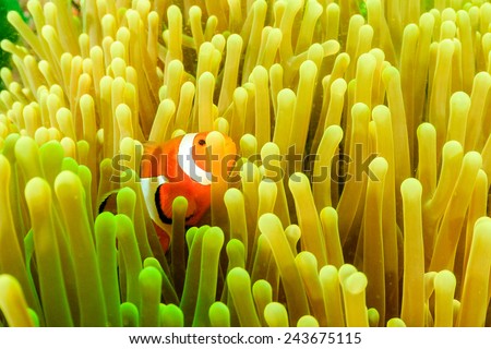 Clownfish in its host anemone during a plankton bloom on a tropical coral reef