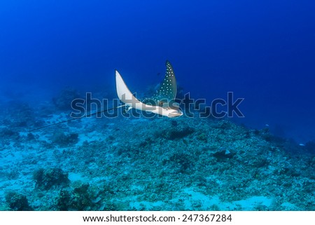 A juvenile Spotted Eagle Ray on a tropical coral reef