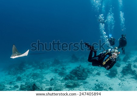 A juvenile Spotted Eagle Ray and a group of SCUBA divers