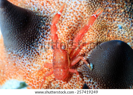 A Tiny Squat Lobster on the back of a starfish