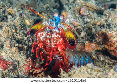 Vividly colored Peacock Mantis Shrimp in a rock hole