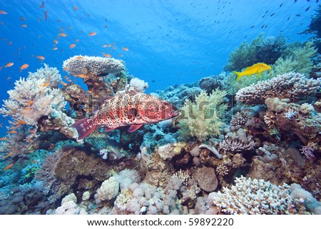A Coral Grouper at a cleaning station surrounded by hard and soft corals and small fish on a coral reef in the Egyptian Red Sea