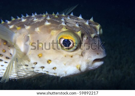 A Freckled Porcupinefish with a confused and slightly angry look on its face