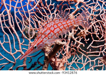 A longnosed Hawkfish in side profile perches on the branches of a Gorgonian fan coral in the Egyptian Red Sea