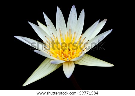 water lily isolated on black background