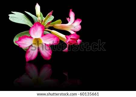 isolated of hibiscus flower on black background
