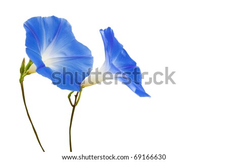 Blue flowers isolated on white background