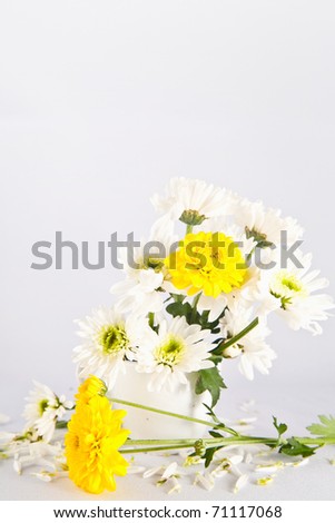 Yellow and white Chrysanthemum flower isolated on white