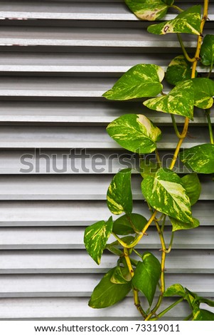 Green leaves of climber plant on metal wall