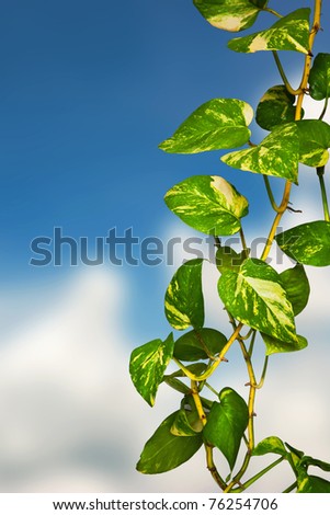 Green climber plant on cloud blue sky background