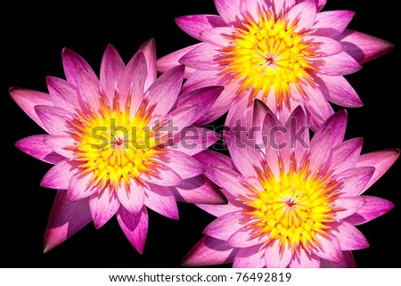 Beautiful three pink water lilies, isolate on black
