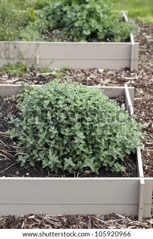 Bunch of mint plants growing in a raised garden bed outside on a spring morning.