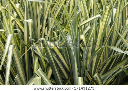 Closeup background of tall, evergreen ornamental sedge grass showing long leaves with green on the borders and a yellow gold stripe running down the center of each leaf growing in south Florida.