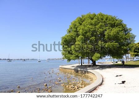 SARASOTA, FLORIDA - MAY 9, 2013: Nice view of a people relaxing on a walkway and very large tree in Sarasota Island Park and Marina with many boats out in Sarasota harbor on a sunny day.