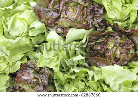 Market display of green and red leaf lettuce.