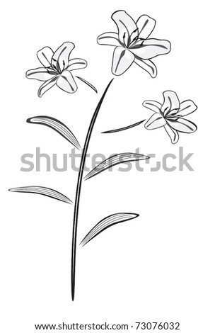 stock vector Black and white lily drawing vector illustration