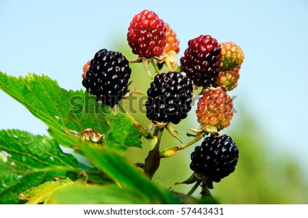 very nice different colors tasty blackberry bush