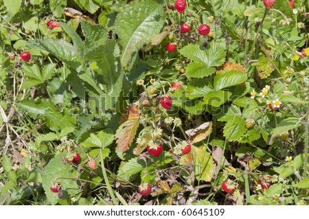 strawberry field with a lot of bright tasty ripe berries - healthy food