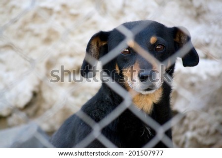 Caged dog