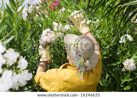Rear view of senior woman pruning flowers in garden