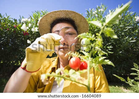 Senior Italian woman looking at tomato plant with magnifying glass