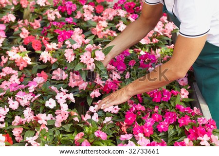 High angle view of florist arranging pink flowers pots