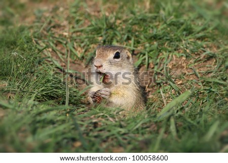 European ground squirrel - Souslik eating in the hole