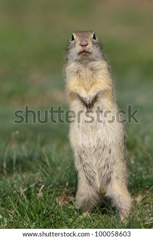 European ground squirrel - Souslik in stand up position