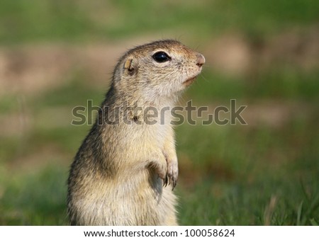 European ground squirrel - Souslik close up portrait