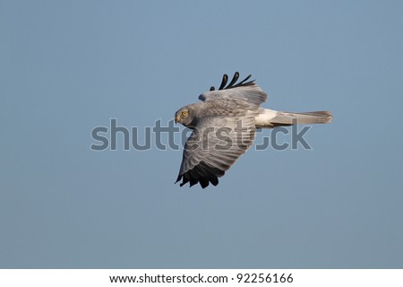 Hen harrier ( Circus Cyaneus ) in flight