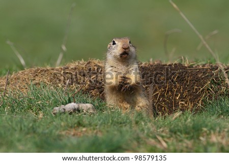 Beautiful european ground squirrel in the hole